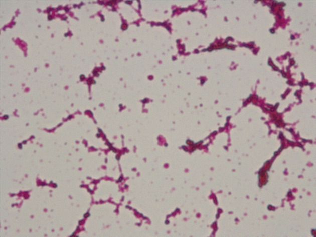 Coccus Slides - Coccus 10 1000X